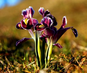 Nevruz ya da Newroz olarak bilinen gün nedir (2) nevruz ya da newroz olarak bilinen gün nedir