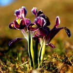 Nevruz ya da Newroz olarak bilinen gün nedir (2)